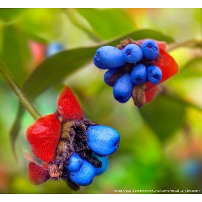 Herbal analogue of ibuprofen