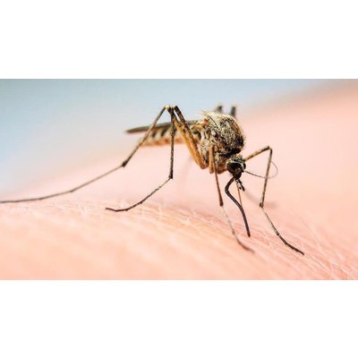 Bacterial infection is the best alternative to dengue vaccine